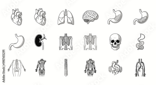 Human anatomy illustrations heart lungs brain skeletal digestive systems