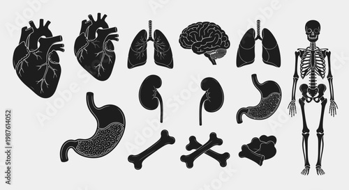 Human anatomy silhouette illustrations showcasing organs and skeletal structure
