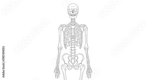 Human skeletal system illustration on white background anatomical science concept
