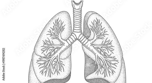 Medical illustration of human lungs and respiratory system anatomy isolated