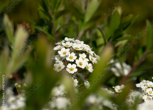 Foto Saxifraga 'Alpino Early White selected focus of white flowers close up
