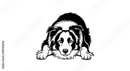 An Intent Vector Silhouette of a Domestic Border Collie in a Herding Crouch. transparent.