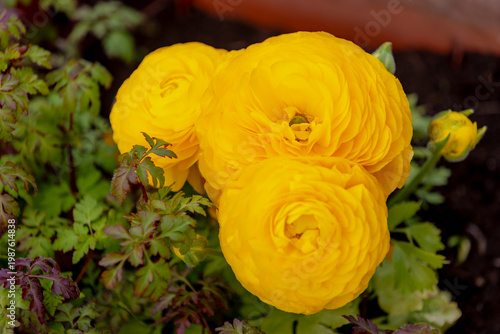 Canvastavla Selective focus of golden yellow flowers Ranunculus asiaticus with green leaves