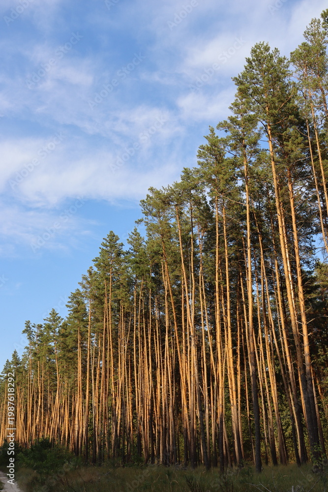 Fototapeta premium Tall pine trees under blue sky with clouds natural background and copy space