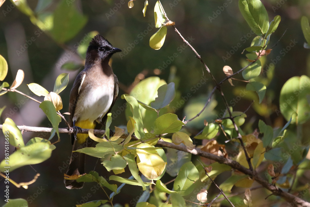 Fototapeta premium Graubülbül / Black-eyed bulbul or Dark-capped bulbul / Pycnonotus barbatus