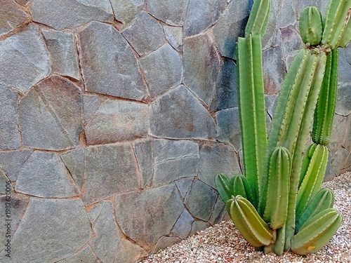 Green Cactus Growing Beside Stone Wall With Gravel Surface, Modern Garden Design Featuring Cactus And Natural Rock Texture