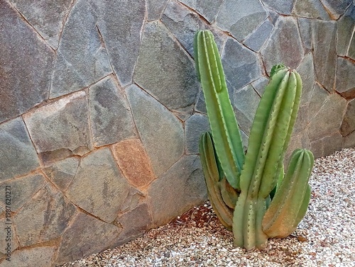 Cactus Plant Against Stone Wall With Pebble Ground Texture, Minimalist Desert Landscape With Green Cactus And Natural Rock Background
