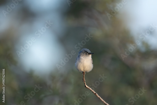 A Blue Grey Gnatcatcher perches on the tip of a twig, facing the camera in the first rays of morning light with out of focus greenery in the background. 