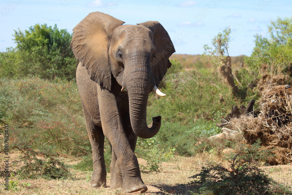 Fototapeta premium Afrikanischer Elefant / African elephant / Loxodonta africana