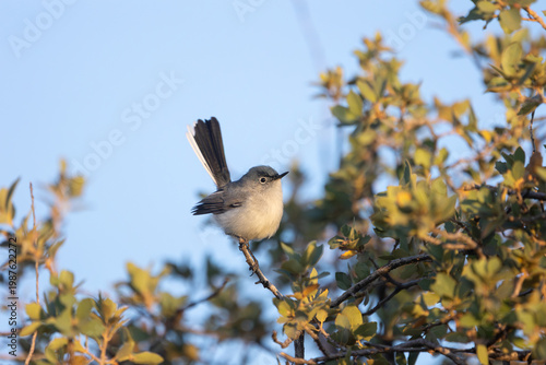 A Blue Grey Gnatcatcher flicks its tail up while perching on the end of a small twig in a green bush with a background of clear blue sky at dawn in the mountains of Southern Utah USA. 
