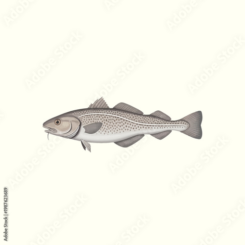 Detailed illustration of a fresh Atlantic cod fish swimming, showcasing its distinct features and grey spotted skin texture against a clean background