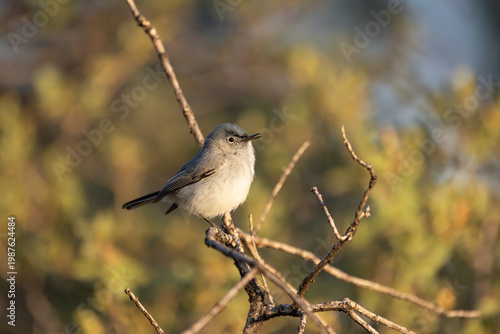 A male Blue Grey Gnatcatcher perched on a small twig soaks up the morning sun while singing to defend his territory in the mountains of Southern Utah USA on a spring morning. 