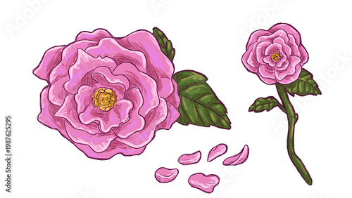 Pink Flower Illustrations - Flower and Petals for Mother's Day and Decorating Documents