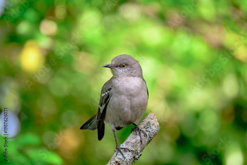 Φωτογραφία Northern Mockingbird Perched on Tree Branch with Vibrant Green Bokeh