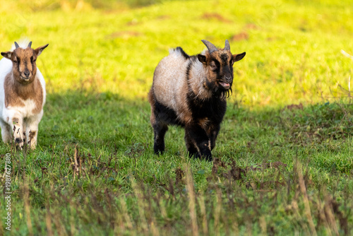 Telephoto of a goat in a field in east flanders