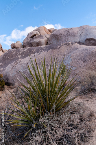 Scenic impression from Joshua Tree National park, California.
