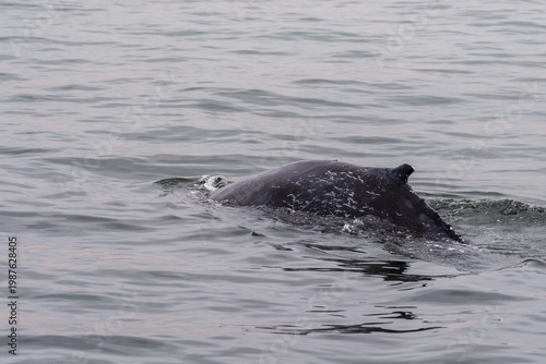 Close-up of the dorsal fin of a partically surfacing whale, in Walvis Bay, Namibia.