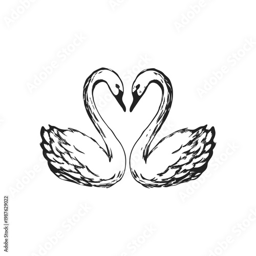 Hand drawn swan pair illustration of two swans forming a heart shape vector style