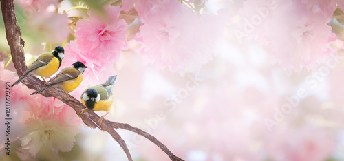 Tit birds sitting on japanese sakura tree branch, pink flowers blooming in spring garden, mysterious fairy tale springtime dreamy banner background with flock of three cute songbirds and cherry bloom.