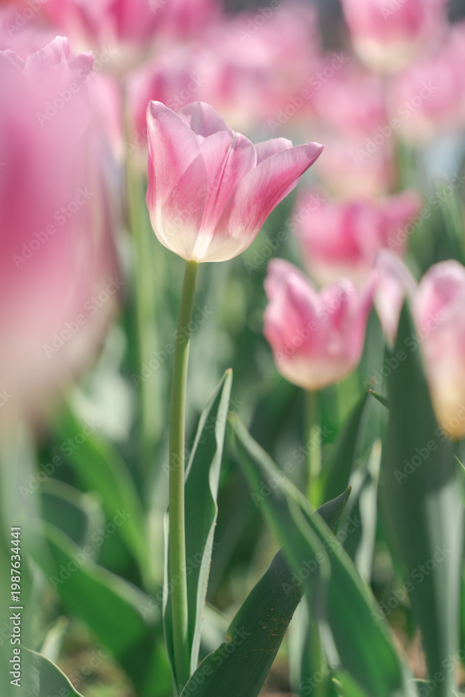 Fototapeta premium Soft Pink Tulips in Dreamy Spring Ligh