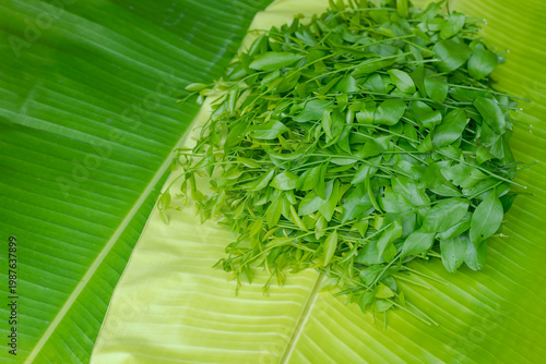Melientha suavis pierre vegetables for cooking.