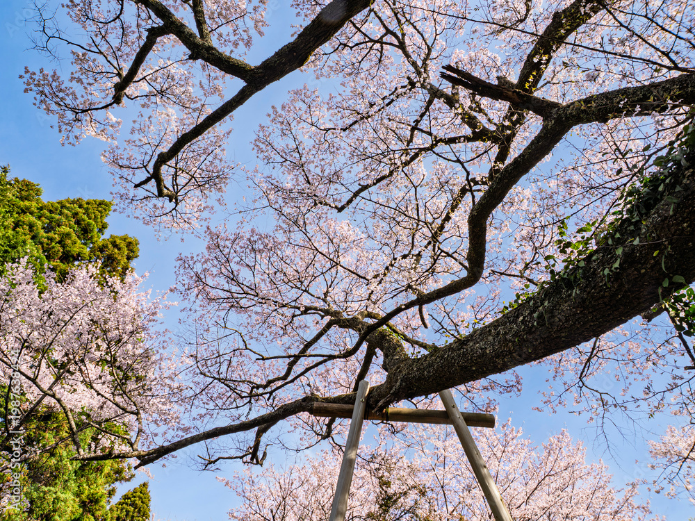 Fototapeta premium 千年の時を超えて。青空に映える満開の巨桜