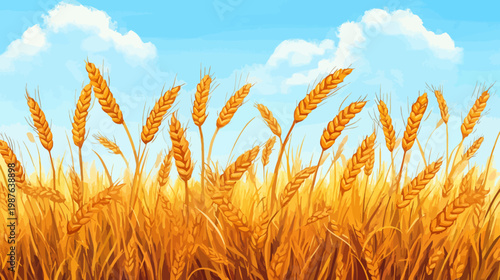 Illustration of a wheat field with a blue sky and fluffy clouds. Golden ears of wheat
