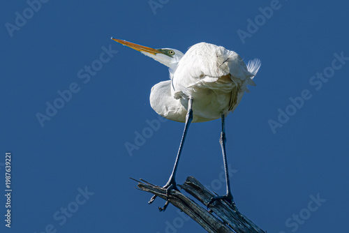 Great egret perched on a broken tree trunk, its butt to the camera.