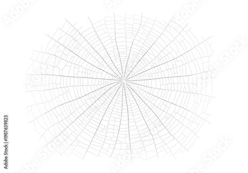 Detailed radial vector spider web illustration with intricate geometric patterns on a white background