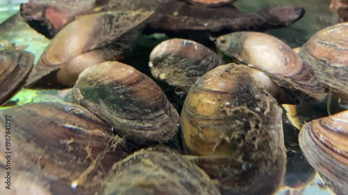 Viele Teichmuscheln auf einem Haufen.