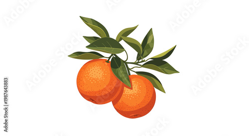Vector illustration of two fresh oranges on a branch with green leaves