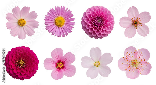 Wallpaper Mural Set of eight different pink and purple garden flower blossoms isolated Torontodigital.ca