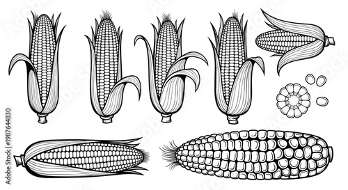 A detailed vector illustration of various corn and corn kernel designs in a flat minimal style