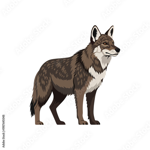 Wild Wolf or Coyote Vector Illustration Standing on White Background