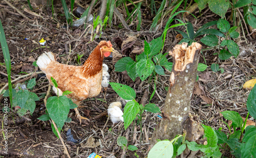 chicken in the amazon jungle in Peru