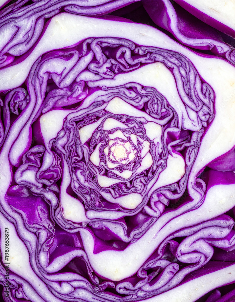 Obraz premium Purple Cabbage Spiral Pattern Macro Texture 紫キャベツの渦構造マクロテクスチャ