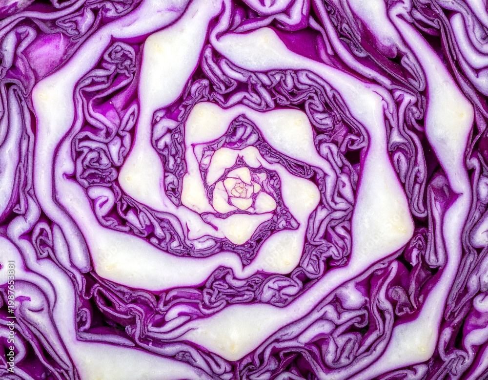 Obraz premium Purple Cabbage Cross Section Symmetrical Organic Pattern 紫キャベツ断面の対称オーガニックパターン 