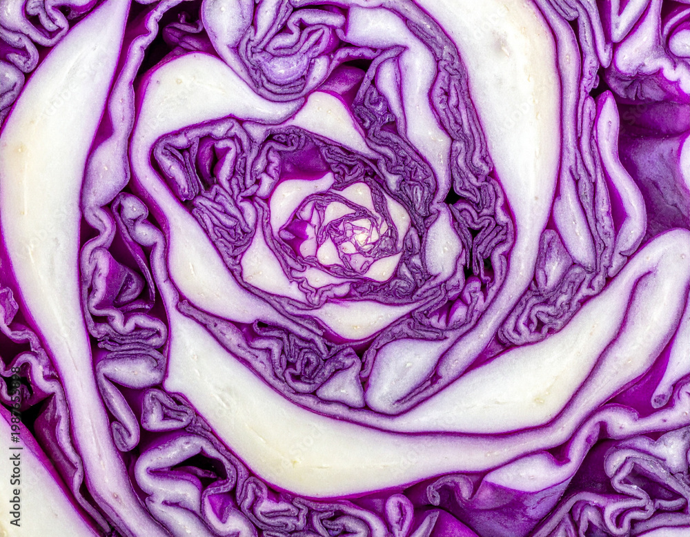 Obraz premium Purple Cabbage Spiral Pattern Macro Texture 紫キャベツの渦構造マクロテクスチャ