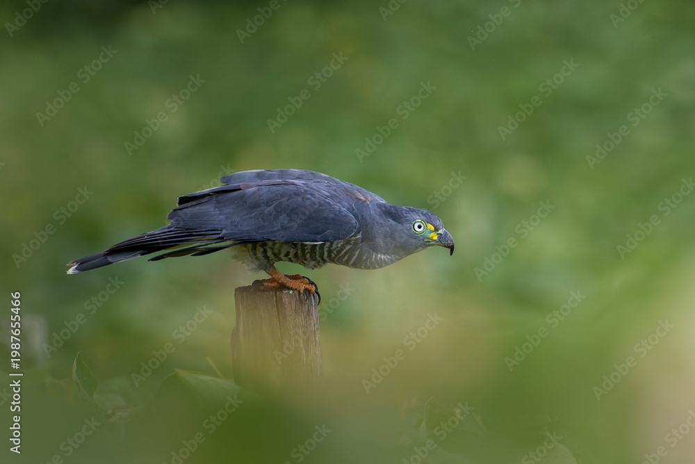 Obraz premium Hook billed kite bird of prey perched on post with blurred background