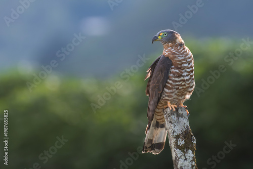 Hook billed kite bird of prey perched on post with blurred background