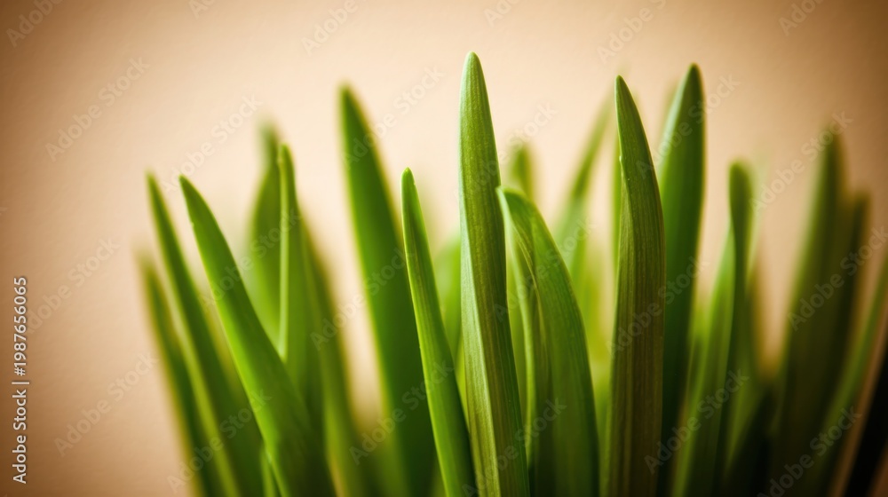 Fototapeta premium Up Close View of Vibrant Green Grass Blades with Soft Background