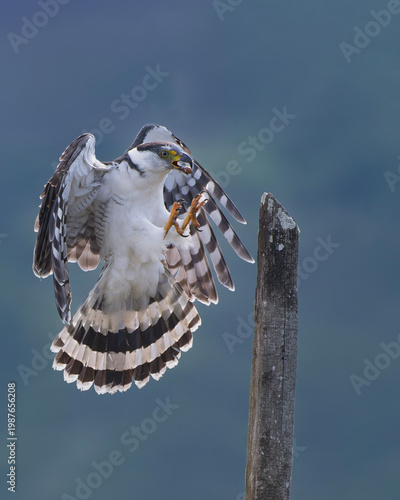 Hook billed kite in flight with wings spread over blurred natural background