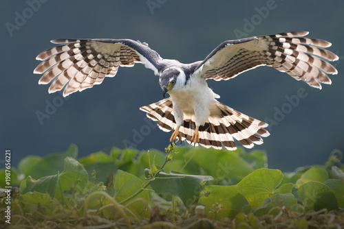 Hook billed kite in flight with wings spread over blurred natural background