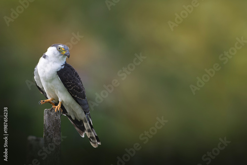 Hook billed kite bird of prey perched on post with blurred background