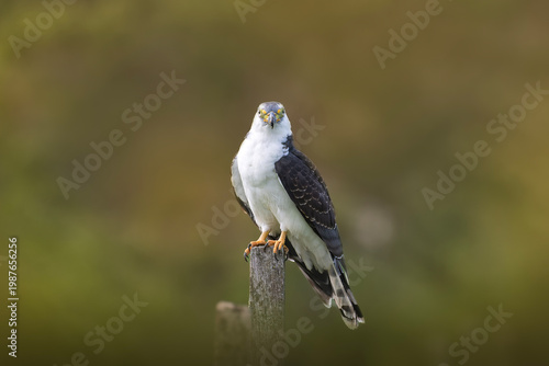 Hook billed kite bird of prey perched on post with blurred background