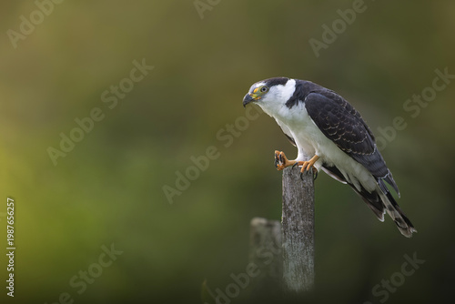 Hook billed kite bird of prey perched on post with blurred background