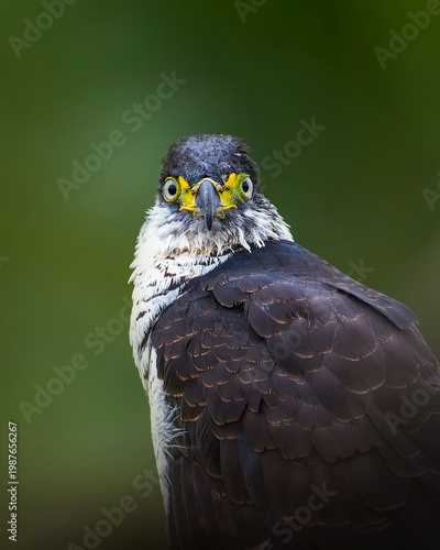 Hook billed kite portrait with blurred natural background