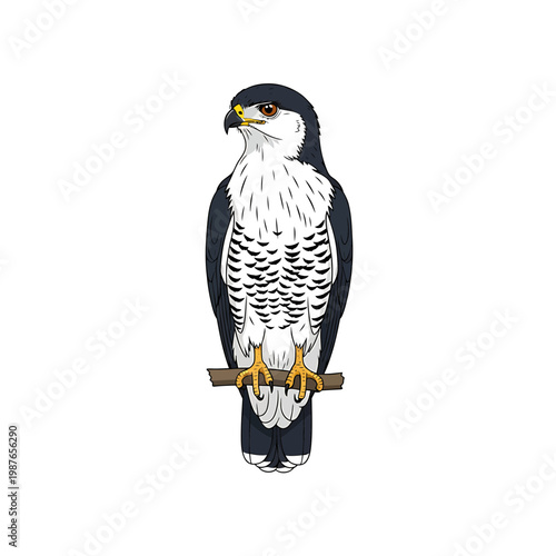 Detailed Hawk Illustration Perched on a Branch Isolated on White