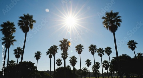 Sunny day silhouette of palm trees against a bright sun and clear blue sky
