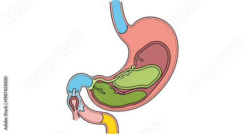 Anatomical illustration of the human stomach, a flat design medical icon showing the digestive organ with esophagus and duodenum for biological and health education